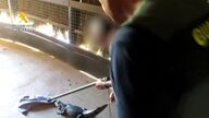 La Guardia Civil interviene diecisiete especies protegidas en Málaga comercializadas vía internet