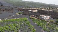 Plataneras y otros signos de vida en La Palma del Tajogaite